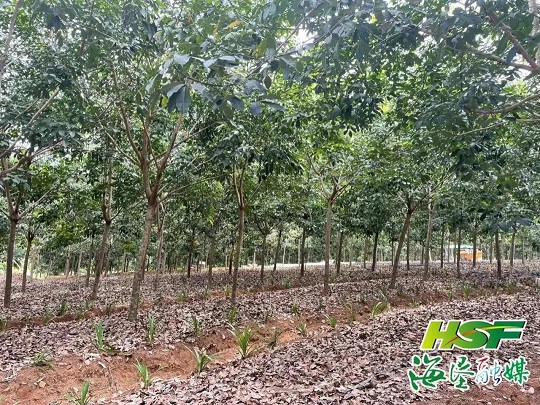 mg不朽情缘(中国区)官方网站